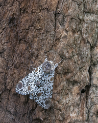 Harrisimemna trisignata