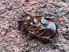 Semanopterus