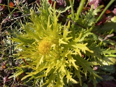 Sanicula arctopoides