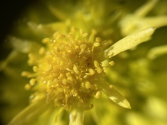 Sanicula arctopoides