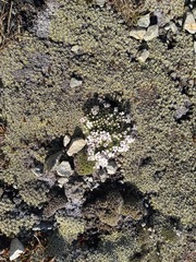 Veronica pulvinaris