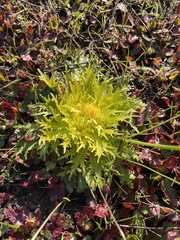 Sanicula arctopoides