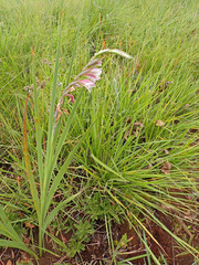 Gladiolus crassifolius