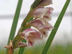 Gladiolus crassifolius