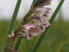 Gladiolus crassifolius
