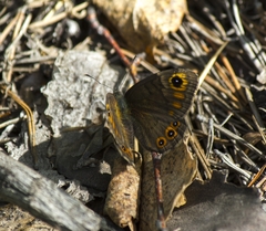 Lasiommata petropolitana