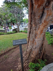 Myrcianthes fragrans