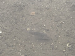 Oreochromis