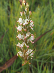 Satyrium longicauda