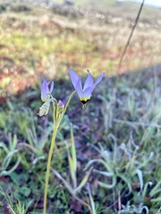 Primula clevelandii