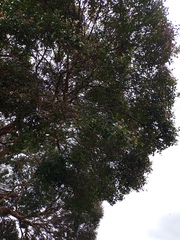 Myrcianthes fragrans