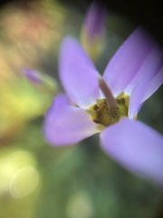 Primula clevelandii