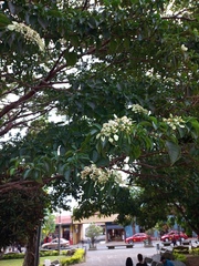 Calycophyllum candidissimum