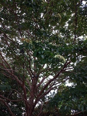 Calycophyllum candidissimum