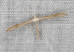 Stenoptilia zophodactylus