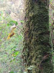Monstera siltepecana
