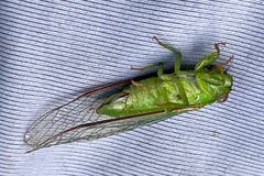Chlorocysta vitripennis