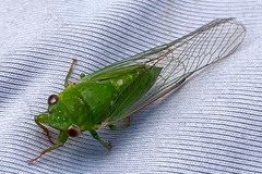 Chlorocysta vitripennis