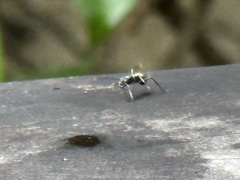 Polyrhachis dives