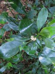 Palicourea axillaris