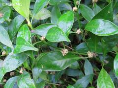Palicourea axillaris