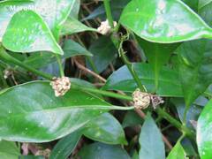 Palicourea axillaris