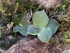 Dudleya