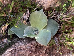 Dudleya