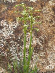 Habenaria humilior