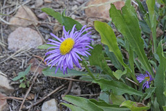 Erigeron formosissimus