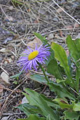 Erigeron formosissimus