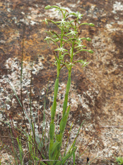 Habenaria humilior