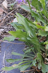 Erigeron formosissimus
