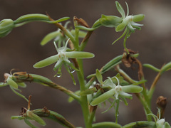 Habenaria humilior