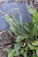 Erigeron formosissimus