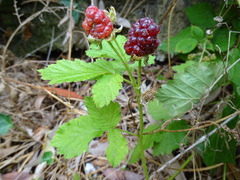 Rubus × loganobaccus