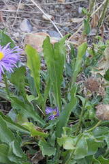 Erigeron formosissimus