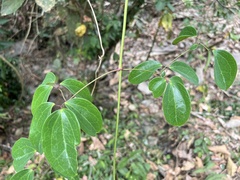 Clematis terniflora garanbiensis