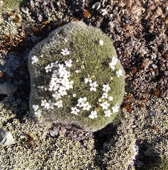 Veronica pulvinaris