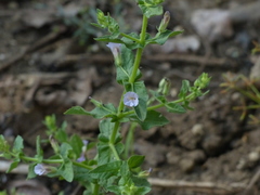 Stemodia viscosa