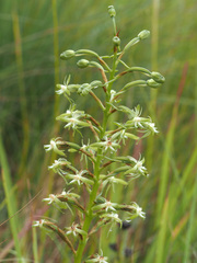 Habenaria humilior