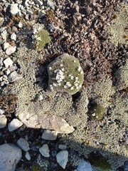 Veronica pulvinaris