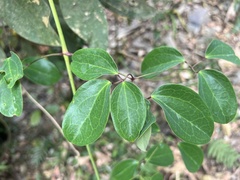 Clematis terniflora garanbiensis