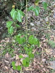 Clematis terniflora garanbiensis