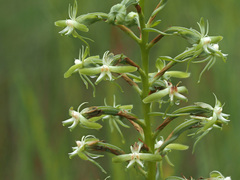 Habenaria humilior