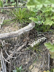 Crotalus