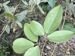 Clematis terniflora garanbiensis