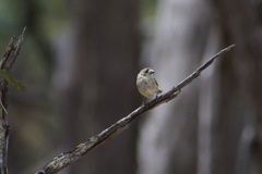Aphelocephala leucopsis