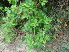 Rubus × loganobaccus