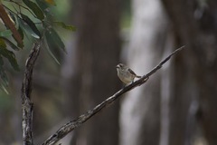 Aphelocephala leucopsis